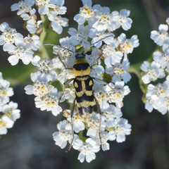 Chlorophorus varius