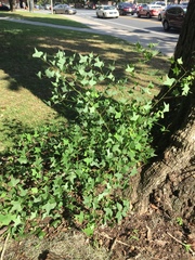 Erythrina herbacea image
