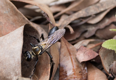 Apoidea