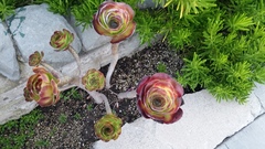Angiospermae