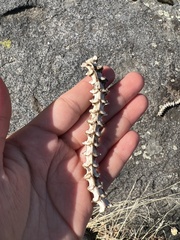 Serpentes