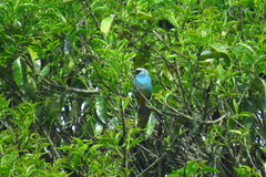 Tangara labradorides