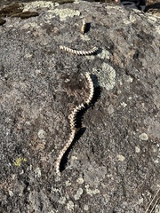 Serpentes