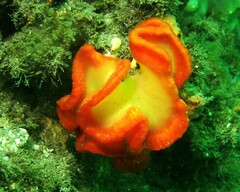 Sycozoa cerebriformis