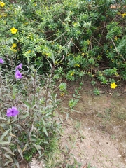 Allamanda