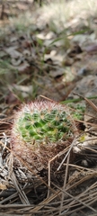 Mammillaria jaliscana jaliscana