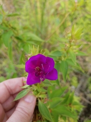 Rhynchanthera grandiflora
