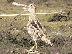 Gallinago paraguaiae