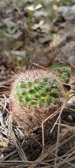 Mammillaria jaliscana jaliscana