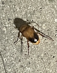 Phyllotocus macleayi