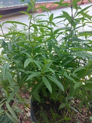 Aloysia citrodora