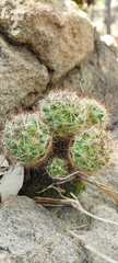 Mammillaria jaliscana jaliscana