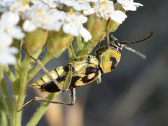 Chlorophorus varius