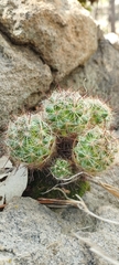 Mammillaria jaliscana jaliscana