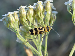 Chlorophorus varius