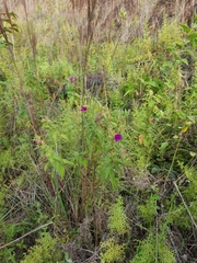 Rhynchanthera grandiflora