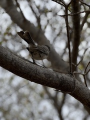 Mimus parvulus
