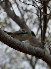 Mimus parvulus