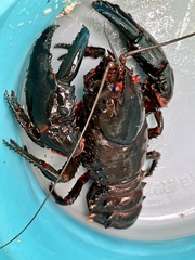 Euastacus