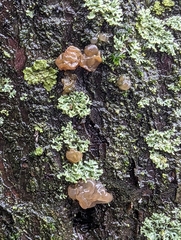 Myxarium nucleatum