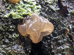 Myxarium nucleatum