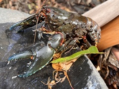 Euastacus