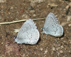 Celastrina