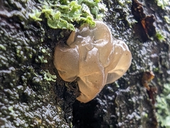 Myxarium nucleatum