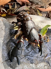 Euastacus