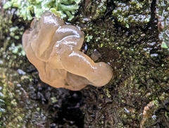 Myxarium nucleatum
