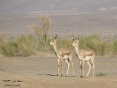Gazella subgutturosa