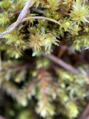 Aulacomnium palustre