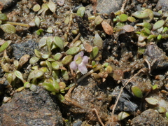 Glossostigma elatinoides