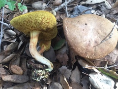 Xerocomus subtomentosus