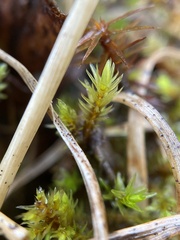 Aulacomnium palustre