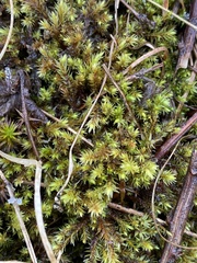 Aulacomnium palustre