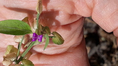 Dicliptera peduncularis