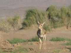Gazella subgutturosa