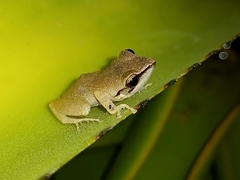 Pristimantis ramagii