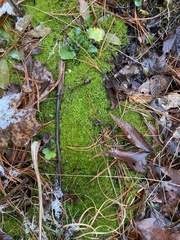 Funaria hygrometrica