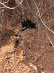 Montagnea arenaria