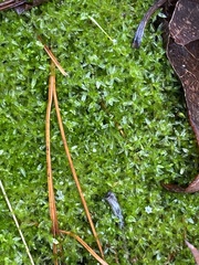 Funaria hygrometrica