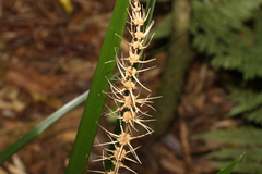 Lomandra spicata