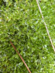 Funaria hygrometrica