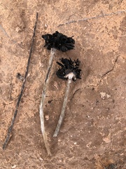 Montagnea arenaria