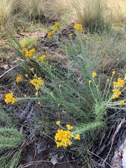 Chrysocephalum semipapposum