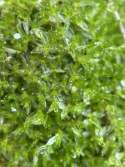 Funaria hygrometrica