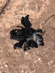 Montagnea arenaria