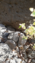 Dicliptera peduncularis