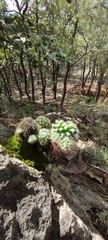 Mammillaria jaliscana jaliscana